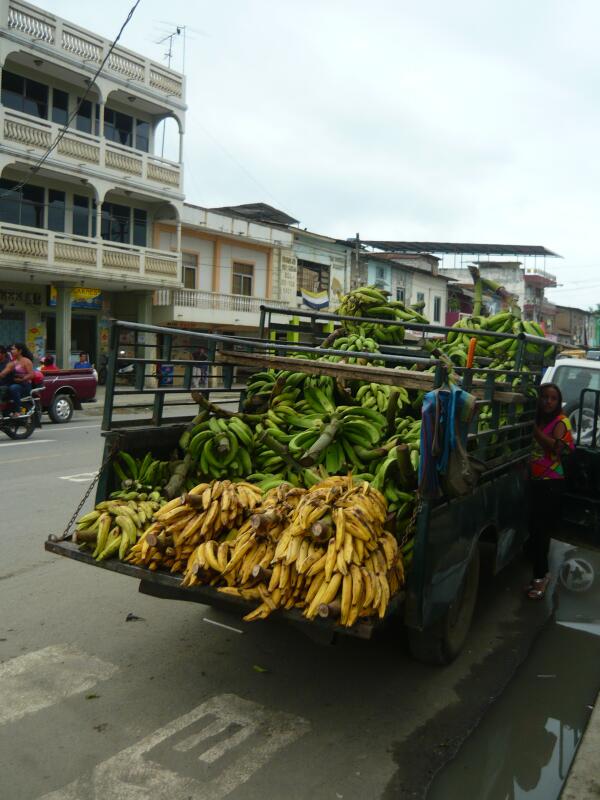 alexthon's tweet photo. Bananas, Daule Ecuador http://t.co/6RTbGxRaFR