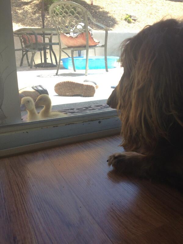 jduncanone's tweet photo. I ❤ Ducks! I really really do...duck soup, duck jerky, duck hash, really duck anything. http://t.co/5fW7efJzPG