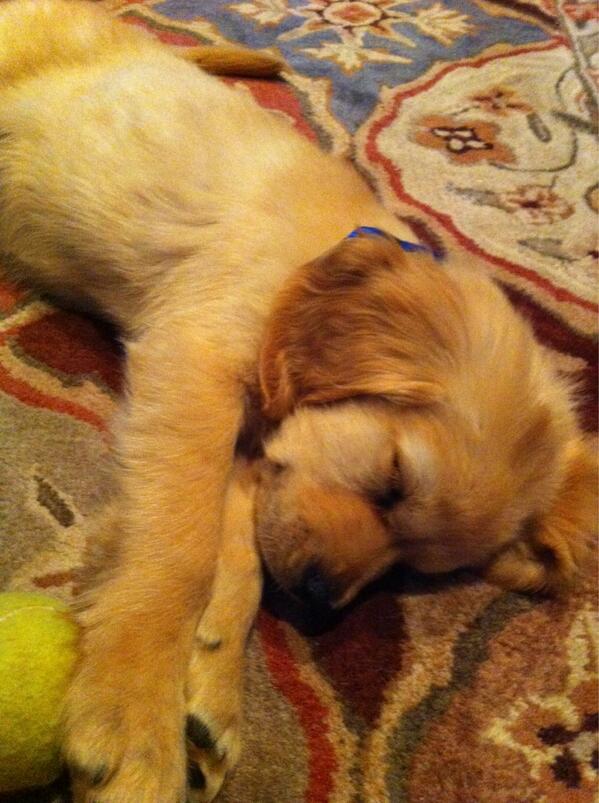 mica3laaaa's tweet image. Can I just move into my neighbors house? #toocutetofunction 🐶😍❤