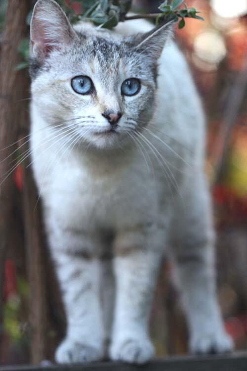 This is me and I live in Thunderclan, kinda unditected. Know one cares about me, except......... Poppytail. :)