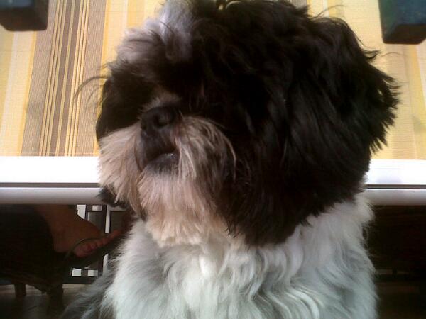 maria_rando's tweet photo. "@rslaura14: Lo más bonito de este planeta(L) http://t.co/qDVYvaW3No" jajajajajaj mi leonsitooo!!