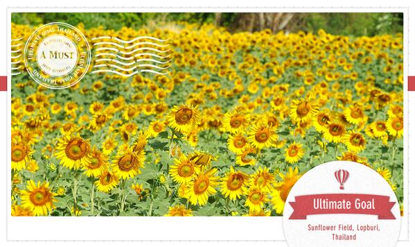 AmazingThailand's tweet photo. ULTIMATE GOAL - A MUST: Sunflower Field, Lopburi, Thailand

So beautiful ... (゜▼゜＊）
#thailand #travel #flower http://t.co/RvBmoWj2KT