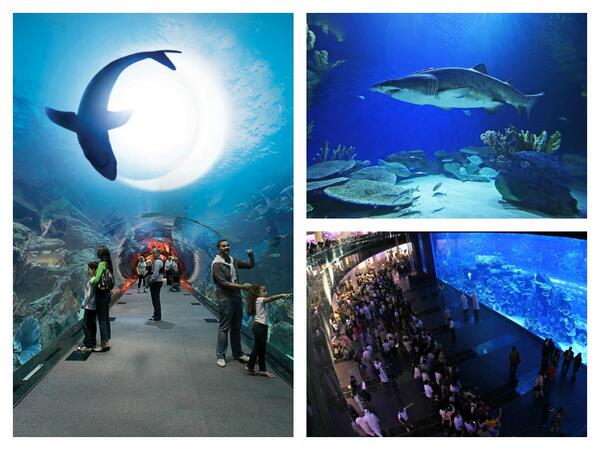 CelebrateDubai's tweet photo. Swim with the sharks this Summer is Dubai at the @DubaiAquarium located in @TheDubaiMall #summerisdubai. http://t.co/vUOHGB4vkC