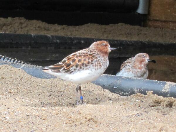 Nicky Dessi tweet media