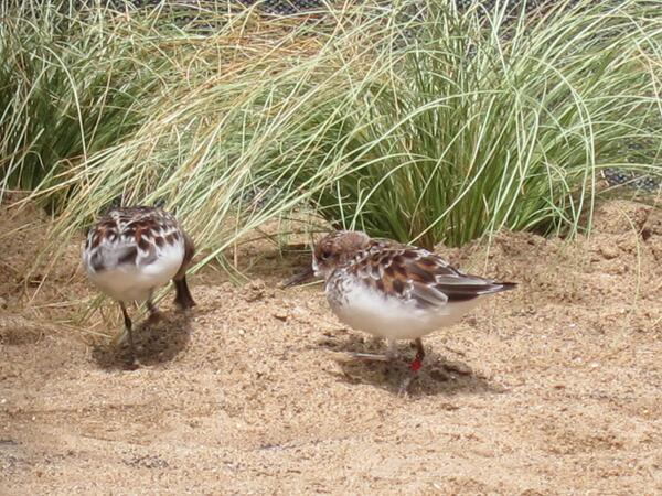 Nicky Dessi tweet media