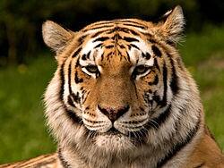 EndangeredAlert's tweet image. Save Nefetiti, this poor Tiger from India.