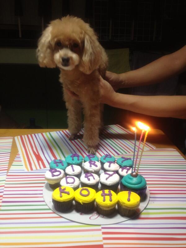 pinoyRealTV's tweet photo. Happy Birthday Kohi! 🎉😍🎂 http://t.co/xdVeLyYdhC
