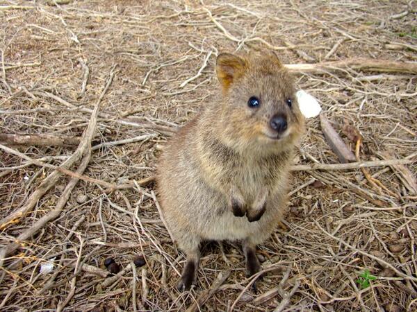 クオッカ画像bot Quokka Bot טוויטר