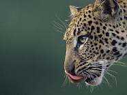 EndangeredAlert's tweet image. Magnolicara is an Amur leopard. She needs your help, there are only 30 of her species. Save her.