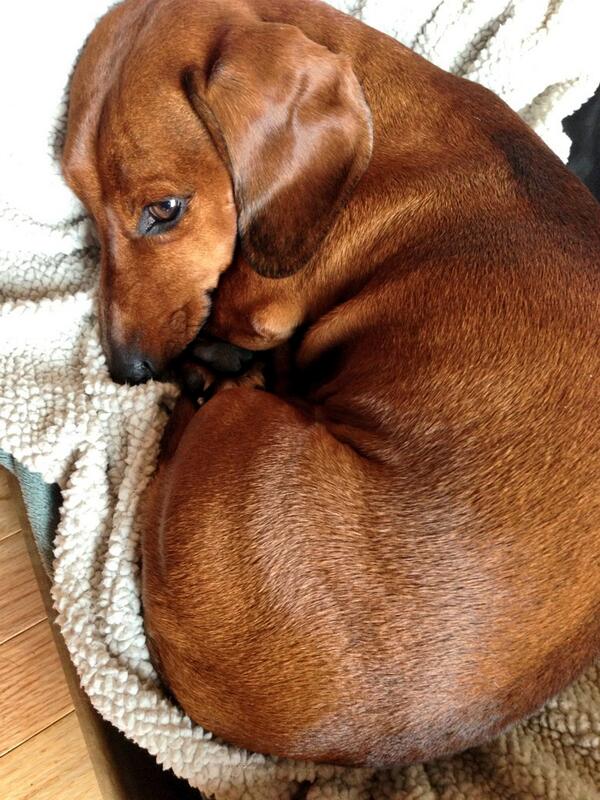 The only one still asleep on Monday morning #weekendwithdrawal