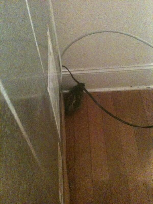 JacobShorthouse's tweet image. Found a duckling behind the fridge today #commonoccurrence