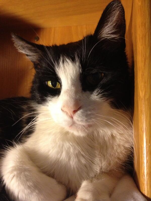 JarodYM's tweet photo. Cat modeling. http://t.co/KCjMXGjwUM