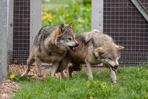 Rob Kedward tweet media