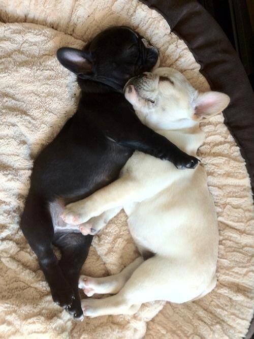 teressafdz's tweet photo. "@NaturPictures: A veces lo único que necesitas es un abrazo. http://t.co/Ufmzdr75iI" @elisabethARQ  @Prue_7787