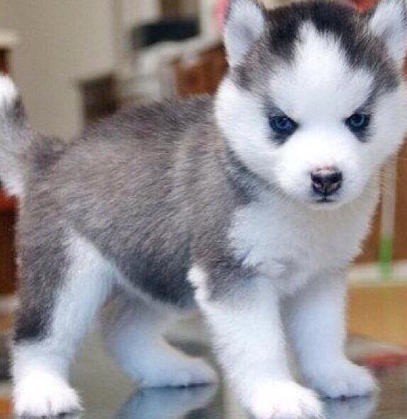 Ashkdrew's tweet photo. “@ThatsEarth: I'm not fat, just a little husky. http://t.co/XzMLY64ve2” @crossy_88