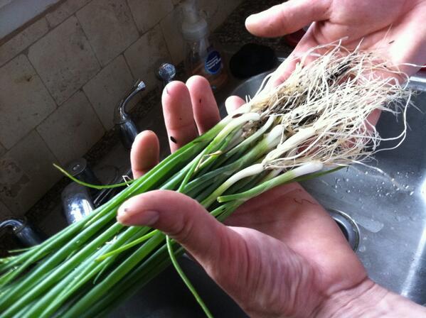 TaTashCa's tweet photo. First green onions of the season!! http://t.co/wXNmraodt1
