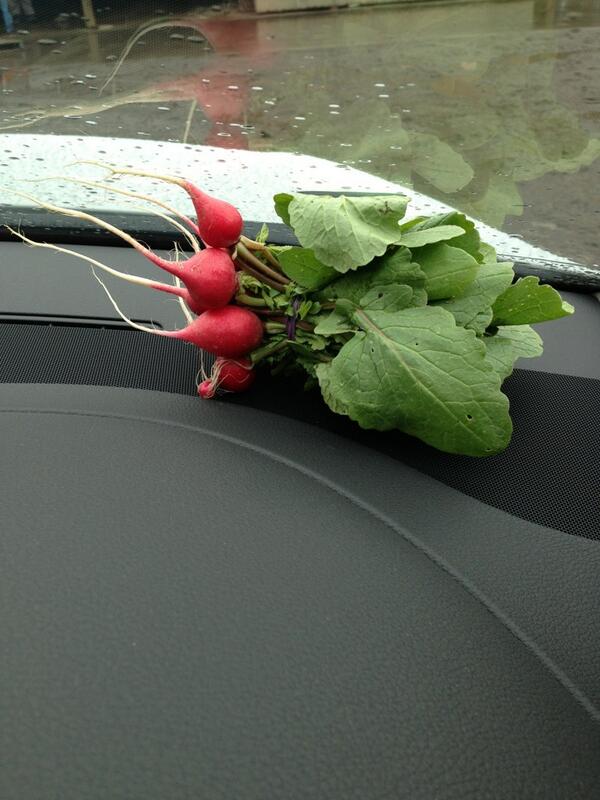 Car snacks #paddocktoplate yum #organic #radish