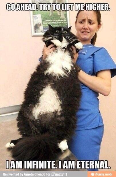 zach_grabner's tweet photo. Looks just like my cat #obey #completelookalike http://t.co/Fkzz8JPdmX