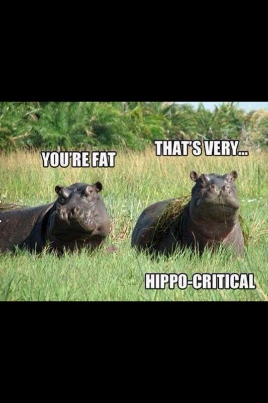 itsapunting's tweet photo. #hippo #fat http://t.co/XRFzzV46qT