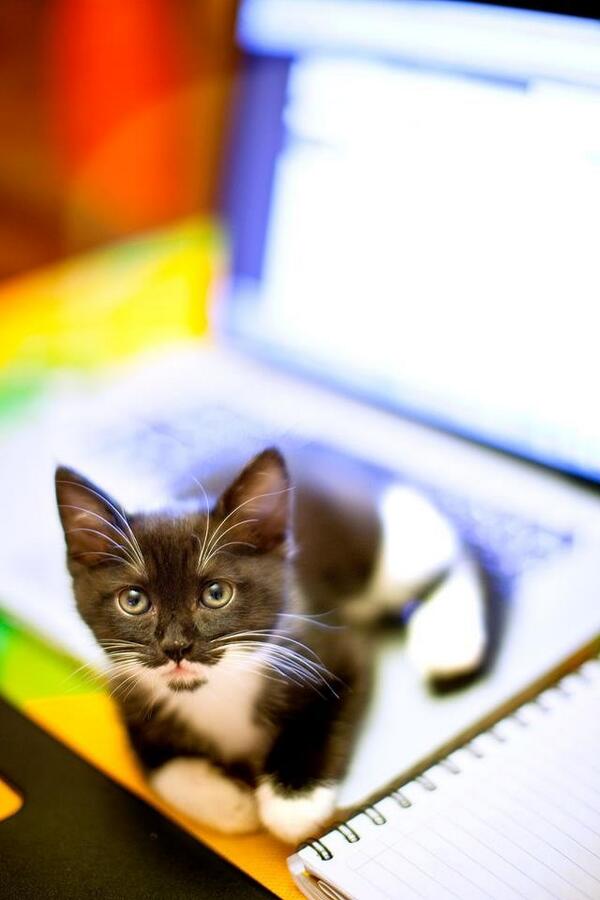 tequilakitty's tweet photo. Me, working hard when I was a kitty. http://t.co/PlTfggHnMX
