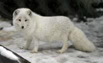 EndangeredAlert's tweet image. Meet Nancy, a young Arctic Fox. Her family was poached last year, when we found her she was struggling for her life