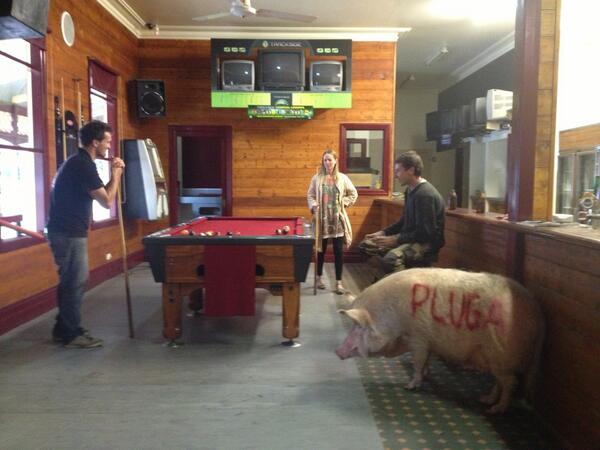 animalsonthemov's tweet image. #pluga the #famous #footy #stunt #pig all grown up and hanging out at the #local #pub