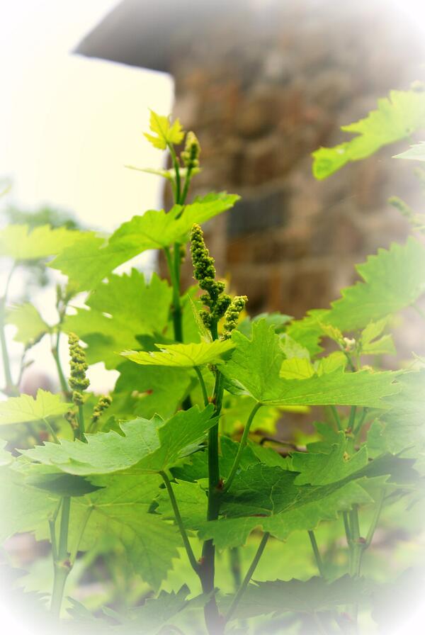 Our Wine (Brunello) is growing