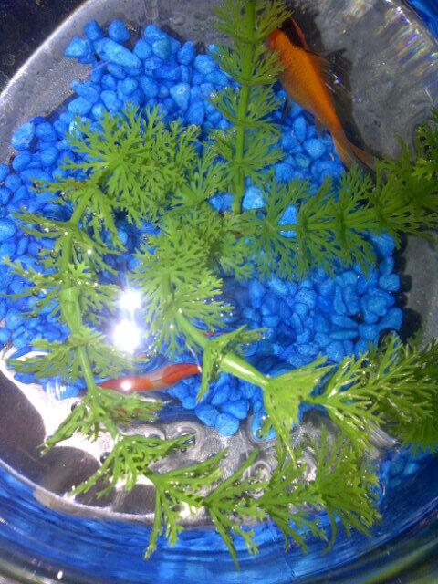 QuinnKeanna's tweet image. My new pals! Orange Julius and Nemo! #CoolNames #CoolKids #IFOUNDFRIENDS