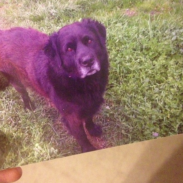 Oh no! Bear is missing, last seen Friday near <a href="/SanditonCollege/">Sanditon College</a>. 8 yr old chow mix, very friendly! #SanditonLostPets