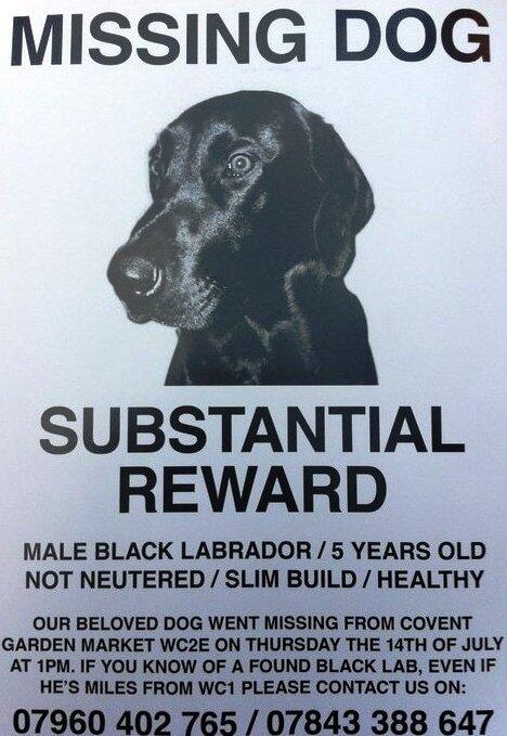 PawsForAll's tweet image. #AlfieBlackNeedsScanning #AlfieBlack went #Missing from #CoventGarden in #London 2 years ago. Needs to be #Scanned