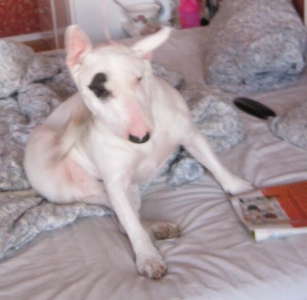 Bule4karu's tweet photo. #bullterrier's Yoga http://t.co/W8mA21c7MU