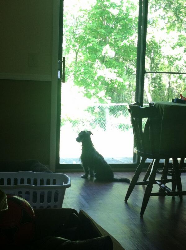 MrsBloomer12's tweet image. Wayne in his favorite spot in the new apartment. #windowdoor