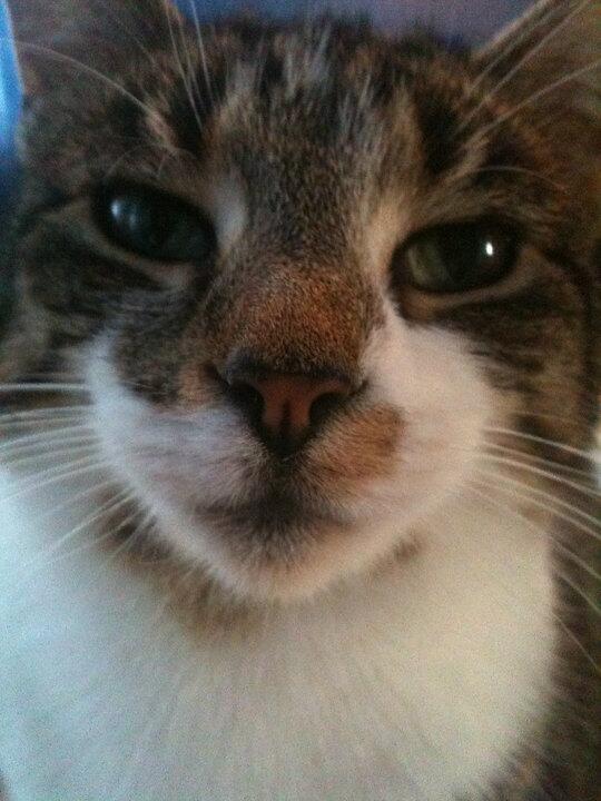 SimTaylor17's tweet image. Cats are beautiful.