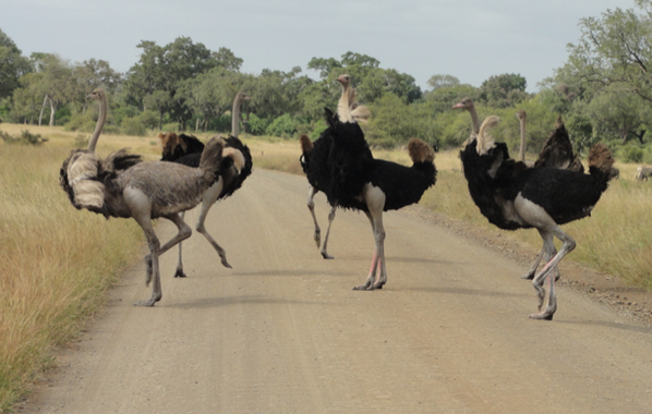 GAdv_george's tweet photo. .. of course I stopped to have a "gander" at these birds - look at those legs!! http://t.co/c124CDnbFu