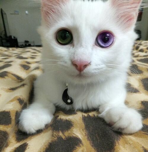 Anya_Anna_Annet's tweet photo. Кот-альбинос с гетерохромией. 
У него такие глаза *о* http://t.co/J6FxfRqLv1