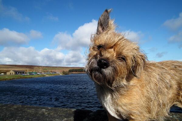 holmfirthphotos's tweet image. We're a bit fed up of all this wind now - it plays havoc with your hairdo!. Windy #Winscar near #hadeedge this AM