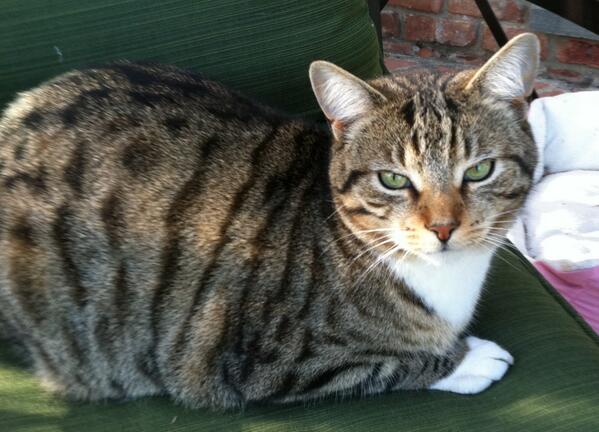 VeronaCedrPatch's tweet image. Help find Lenny, a cat missing since Sunday in upper Fairway Ave/Gerdes/top of Hillside area. Call (973) 809-1804.