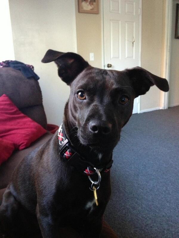 graff82's tweet image. I mean, wouldn&apos;t you want to stare into these little puppy eyes all the damn time? #rubylu