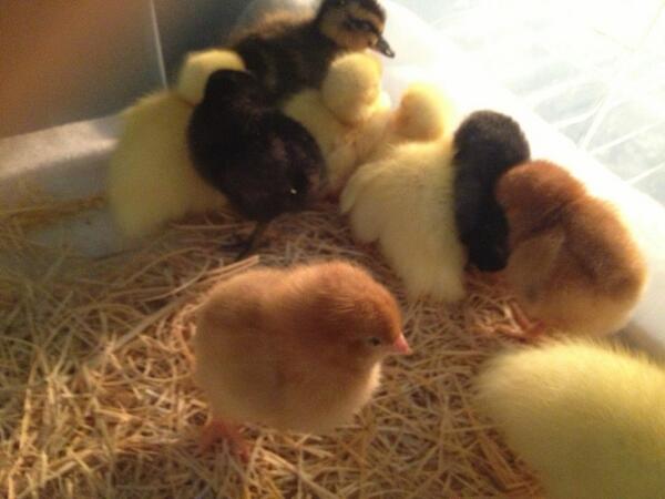 tifer's tweet photo. It's official, I've become something of a farmer... I now have chicks and ducklings!!! http://t.co/IvRhNJbKVW