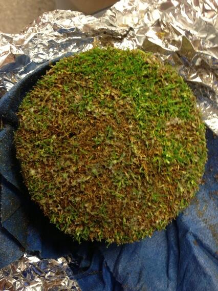 Microdochium patch active in New England following cool wet weather