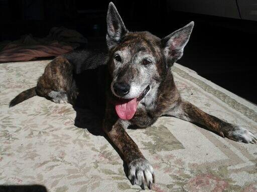 PALSINC's tweet image. In Memory of Rookie Golden #pets #PALS #memorial #inmemoryof