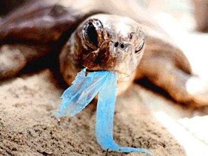 ezzaradit's tweet image. beginilah nasib penyu yg telah menelan plastik, o/ krna itu mari diet plastik #LoveOurSea #ReUseBag #HGA @HiLo