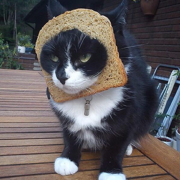 cats wearing bread