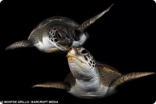 Черепахи пара. Морская черепаха. Любовь черепах. Две морские черепахи. Влюбленные черепахи.