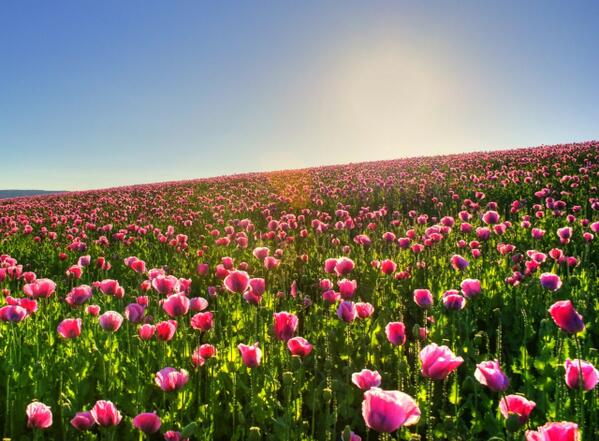 TheFlowerExpert's tweet photo. Flowers are magic, irresistible to birds, bees, wasps and humans.Best ways of growing flowers http://t.co/2iB5pgYObX http://t.co/ymuYlpN6zr