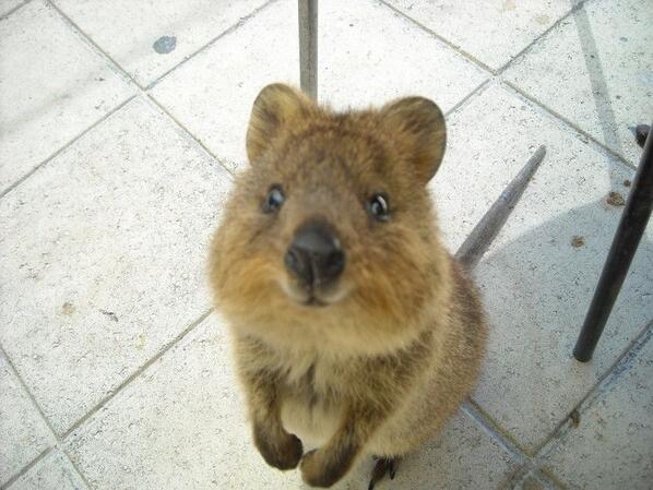 クオッカ画像bot Quokka Bot Twitter