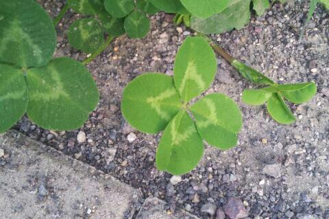 퇴근길에 눈에 띈 녀석..꺽진않는다...어차피 나밖에 모를테니 아껴둬야쥥