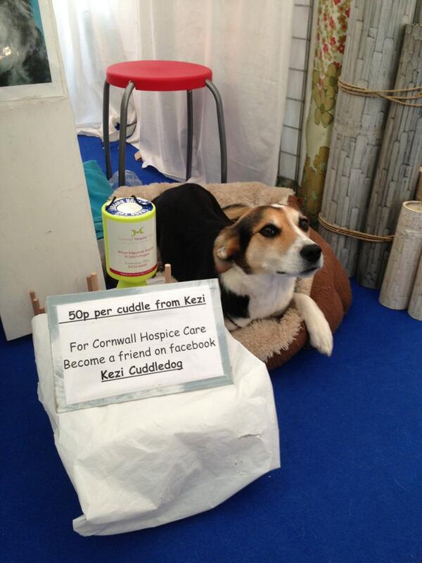 Met kezi the cuddle dog in Fowey yesterday. Adorable. Check her out on Facebook xx