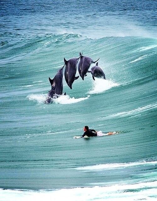 yeskoolmiami's tweet photo. Amazing🌹🌹❤️❤️@yeskoolmiami: 🌹🌹❤️❤️@PicTimedPerfect: 🐬🐬🐬 #PicTimedPerfect http://t.co/NFRD7nNPYP