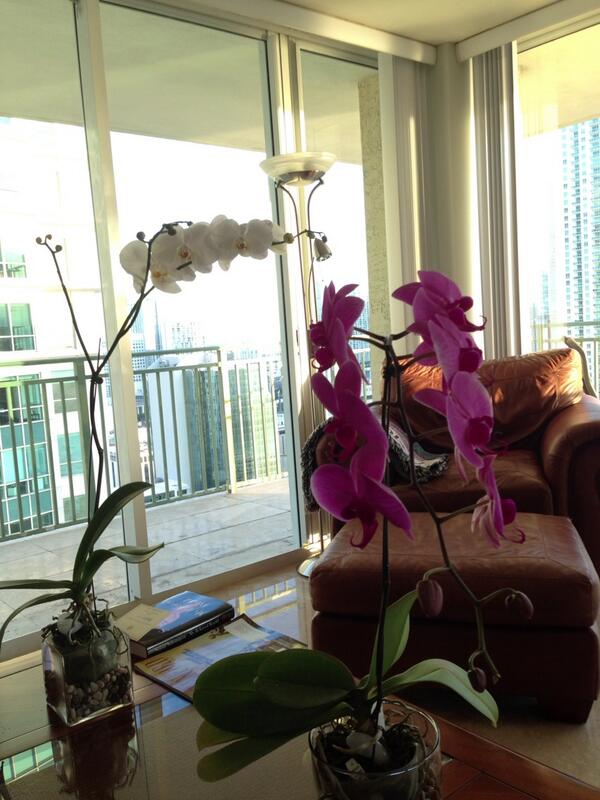 SeanSantini's tweet photo. #orchids http://t.co/EZDUjUeVIB